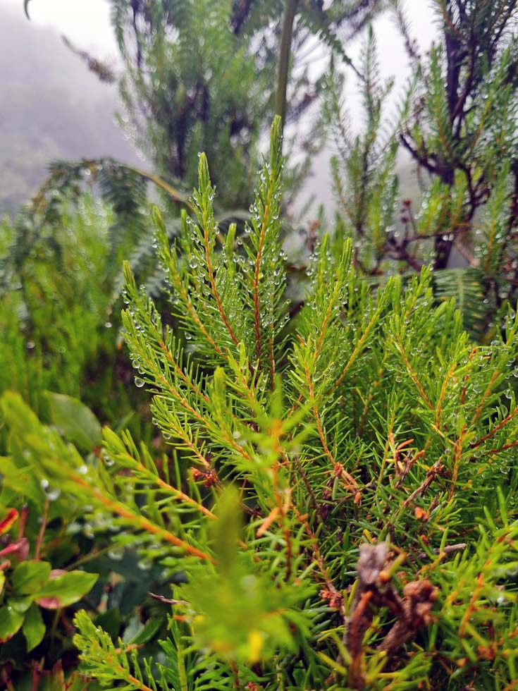 Water is one of the many treasures that Madeira has