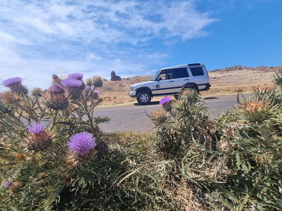 Prickly Cardoon