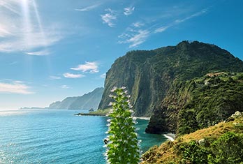 Pride of Madeira (Echium nervosum) at Guindaste viewpoint, Faial