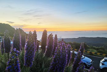 Pride of Madeira (Echium candicans) at Pico do Areeiro