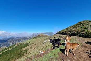 Cattle at Trompica off-road