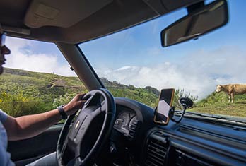 Cattle at Trompica off-road
