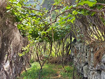 4 - 7 Vineyards & Wine